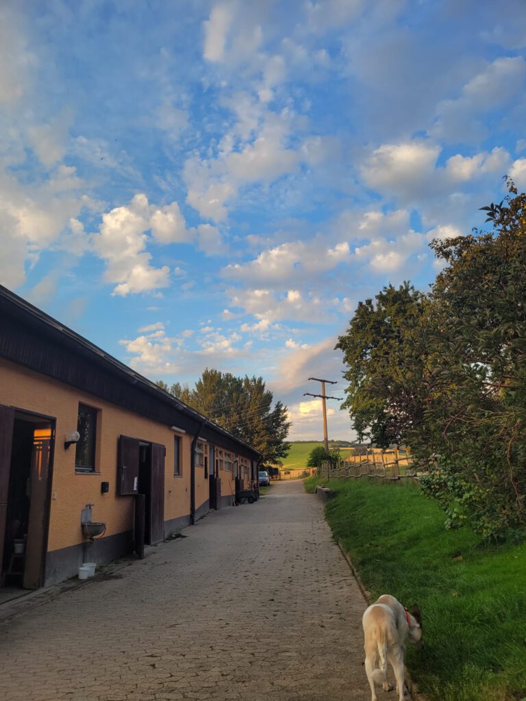 Eine friedliche Bauernhofszene bei Sonnenuntergang, mit einem Hund, der am Boden schnüffelt, angrenzenden Gebäuden, die lange Schatten werfen, und einem Himmel voller vereinzelter Wolken. Diese idyllische Umgebung ist die perfekte Startseite für alle, die sich nach Ruhe sehnen.