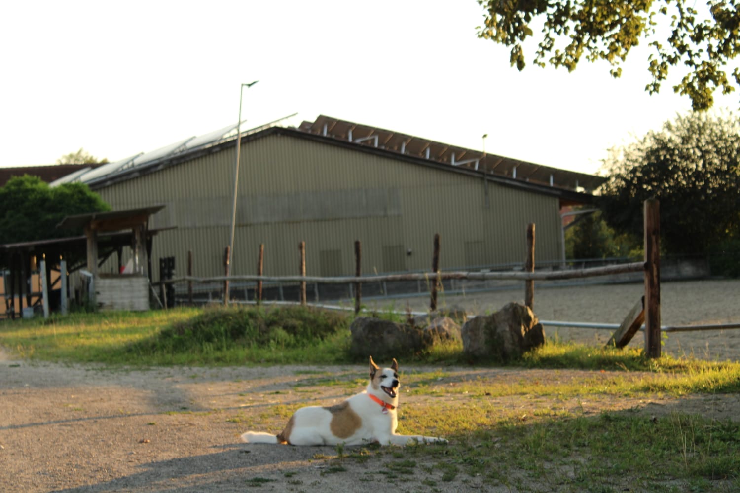 Hund liegt auf Grasboden vor einer großen Scheune mit eingezäuntem Bereich, Bäumen und klarem Himmel im Hintergrund, was eine malerische Startseite-Szene schafft.