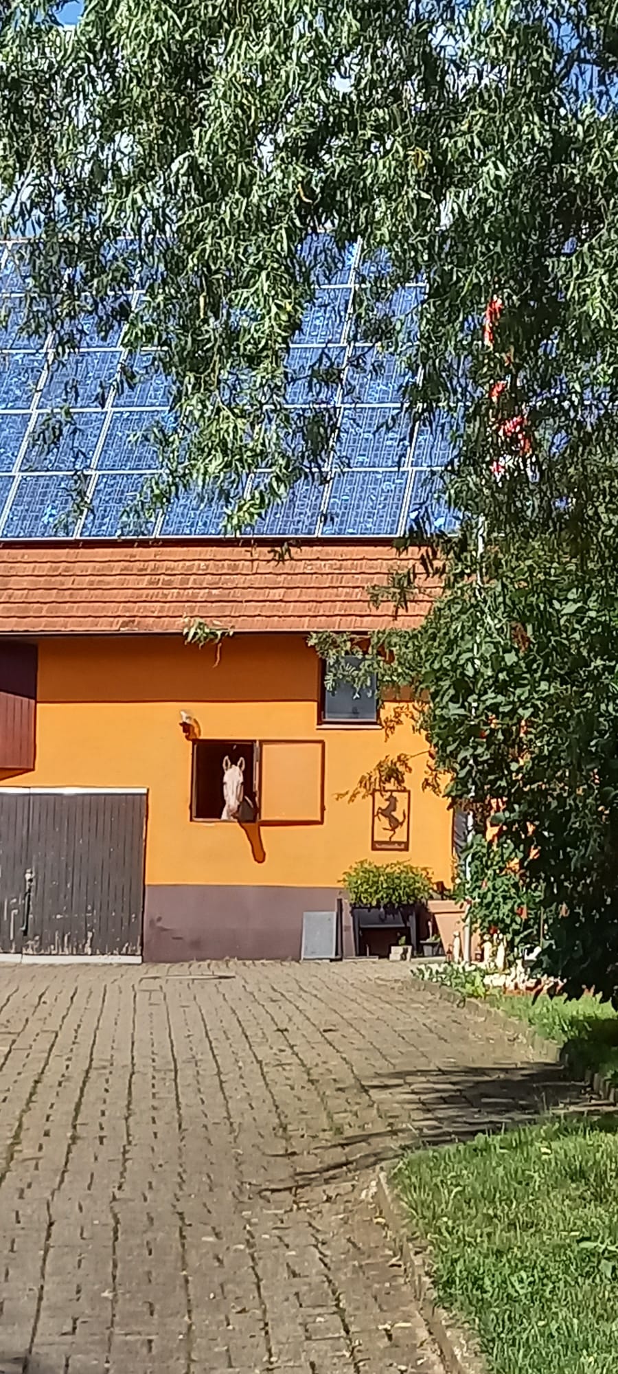 Auf einer orangefarbenen Startseite mit Solarmodulen blickt ein Lama aus einem kleinen Fenster, eingerahmt von Bäumen und einem gepflasterten Weg, der dorthin führt.