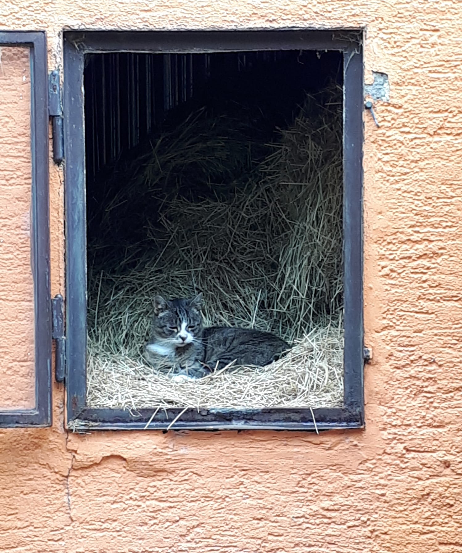 Eine Katze liegt in einem Heubett in einem offenen Fenster an einer orangefarbenen Wand und schafft so eine gemütliche Startseite.