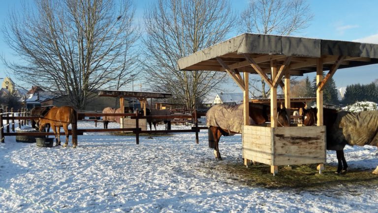 Pferde mit Decken auf einer verschneiten Koppel mit Holzunterständen und blattlosen Bäumen an einem klaren Tag.