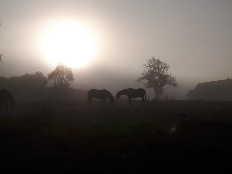 Silhouetten von Pferden, die bei Sonnenaufgang auf einem nebligen Feld grasen, im Hintergrund sind Bäume und ein Gebäude zu sehen.