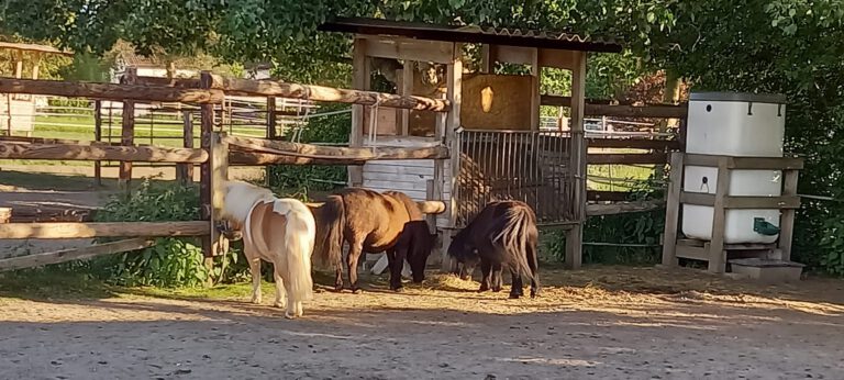 Drei Ponys stehen und fressen Heu neben einer Holzkonstruktion in einem sonnigen, eingezäunten Bereich der Reitanlage.