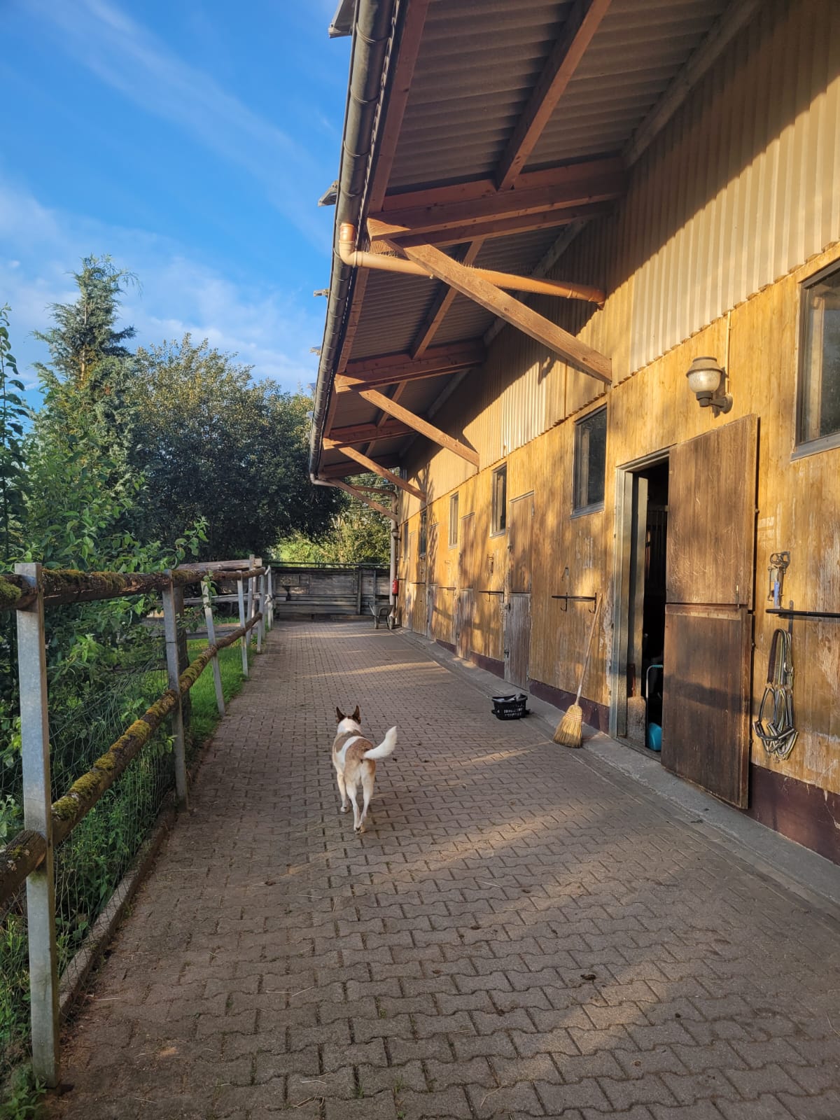 An einem sonnigen Tag läuft ein Hund einen gepflasterten Weg neben einer Scheune mit offenen Türen entlang und schafft so eine Szene, die sich wie zu Hause anfühlt, die perfekte „Startseite“.