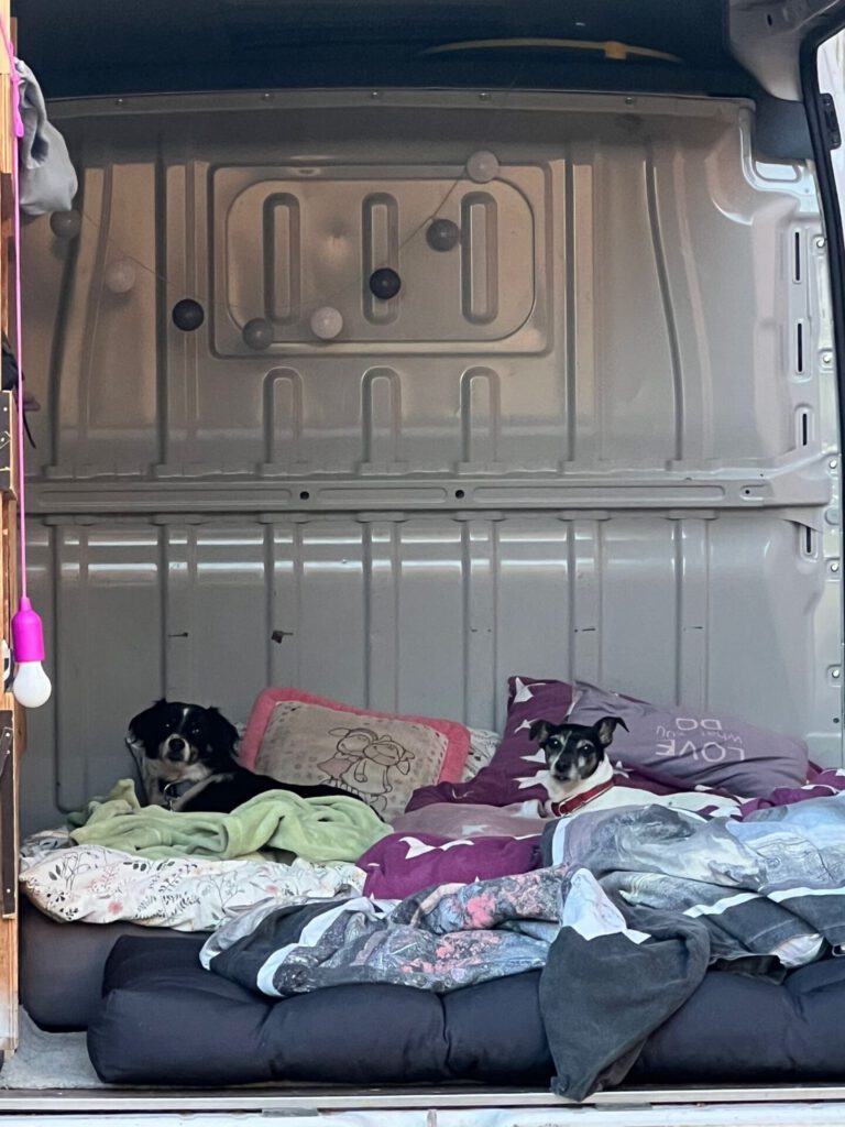 Zwei kleine Hunde liegen auf einem Bett mit bunten Decken in einem Van, beleuchtet von Lichterketten an der Innenwand, wodurch automatisch ein gemütlicher Entwurf entsteht.