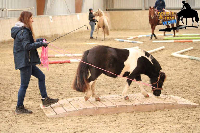 Eine Person führt ein kleines Pony über eine Holzplattform in einer Reithalle. Im Hintergrund sind weitere Pferde zu sehen.